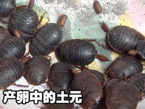 人工養(yǎng)殖土元飼養(yǎng)土的更換方法圖片/人工養(yǎng)殖土元飼養(yǎng)土的更換方法樣板圖 (3)