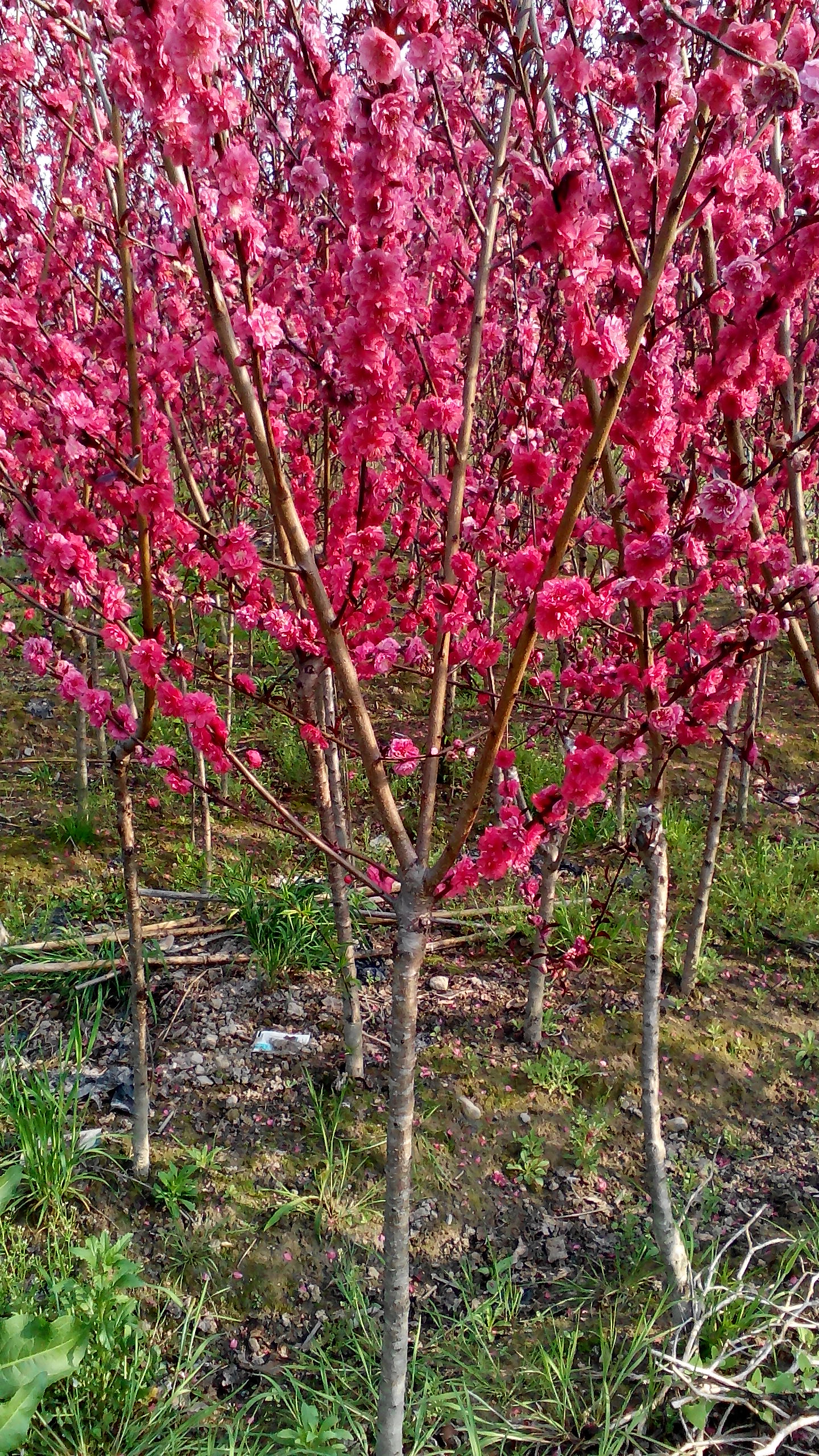 碧桃圖片/碧桃樣板圖 (2)