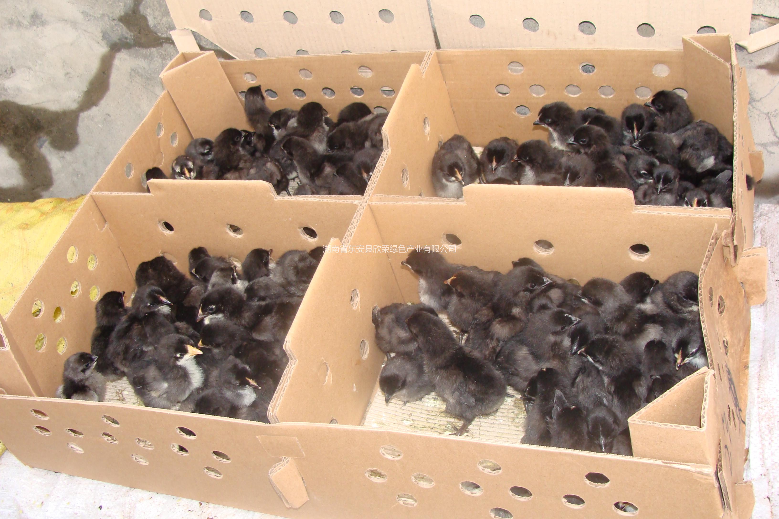 綠殼蛋雞苗圖片/綠殼蛋雞苗樣板圖 (2)