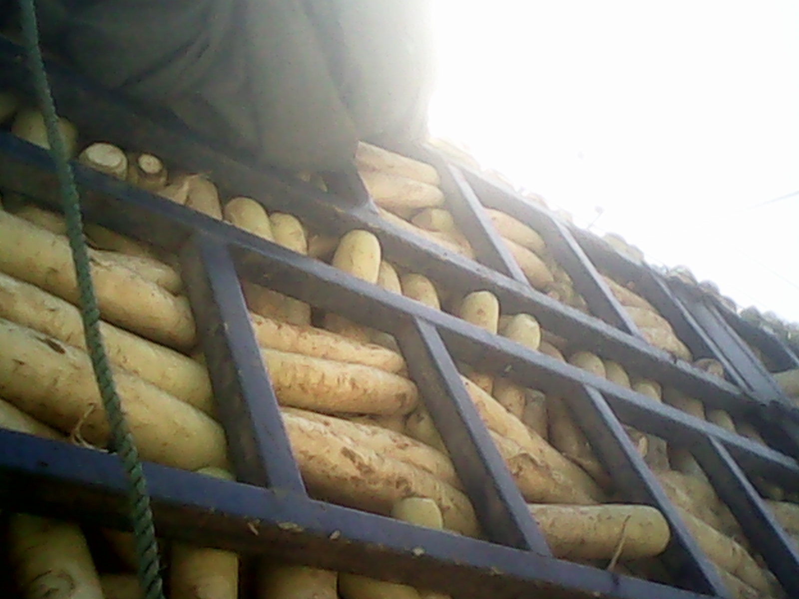 白蘿卜圖片/白蘿卜樣板圖 (2)