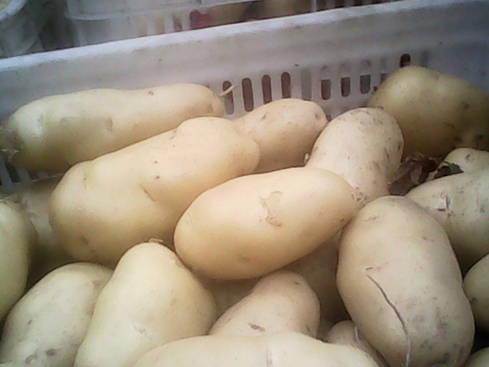 荷蘭土豆圖片/荷蘭土豆樣板圖 (3)