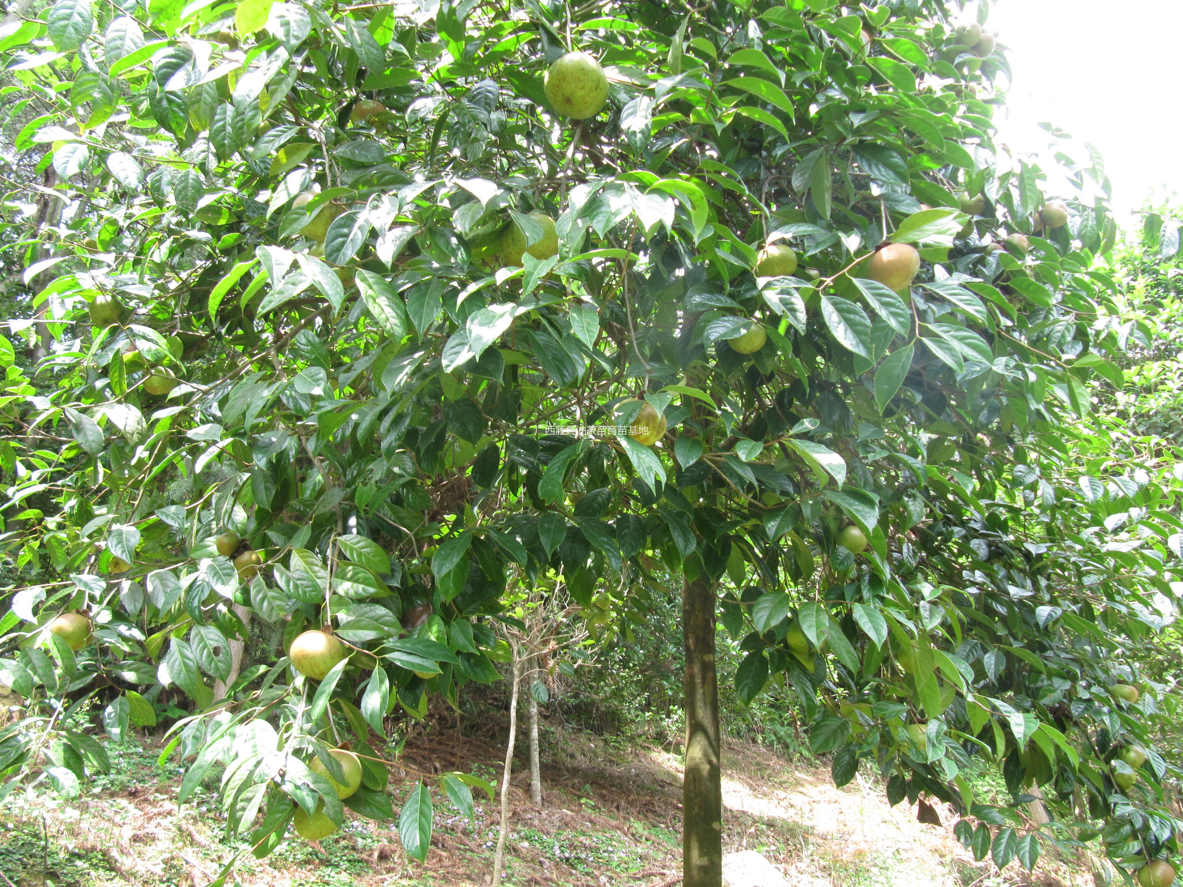 大果紅花油茶圖片/大果紅花油茶樣板圖 (2)