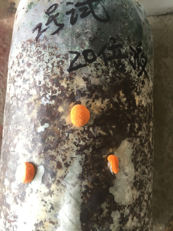 鏈孢霉殺菌劑圖片/鏈孢霉殺菌劑樣板圖 (2)