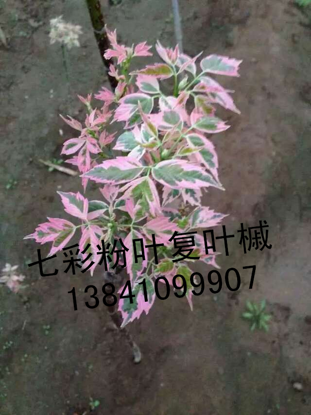 粉叶花叶复叶槭接穗芽哪里有卖的图片