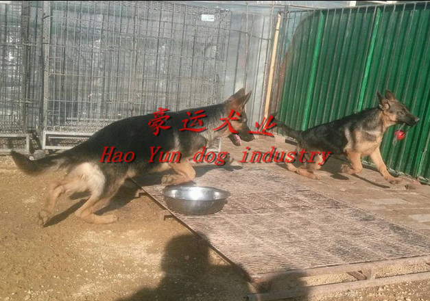 供应德国牧羊犬，普兰店市德国牧羊犬