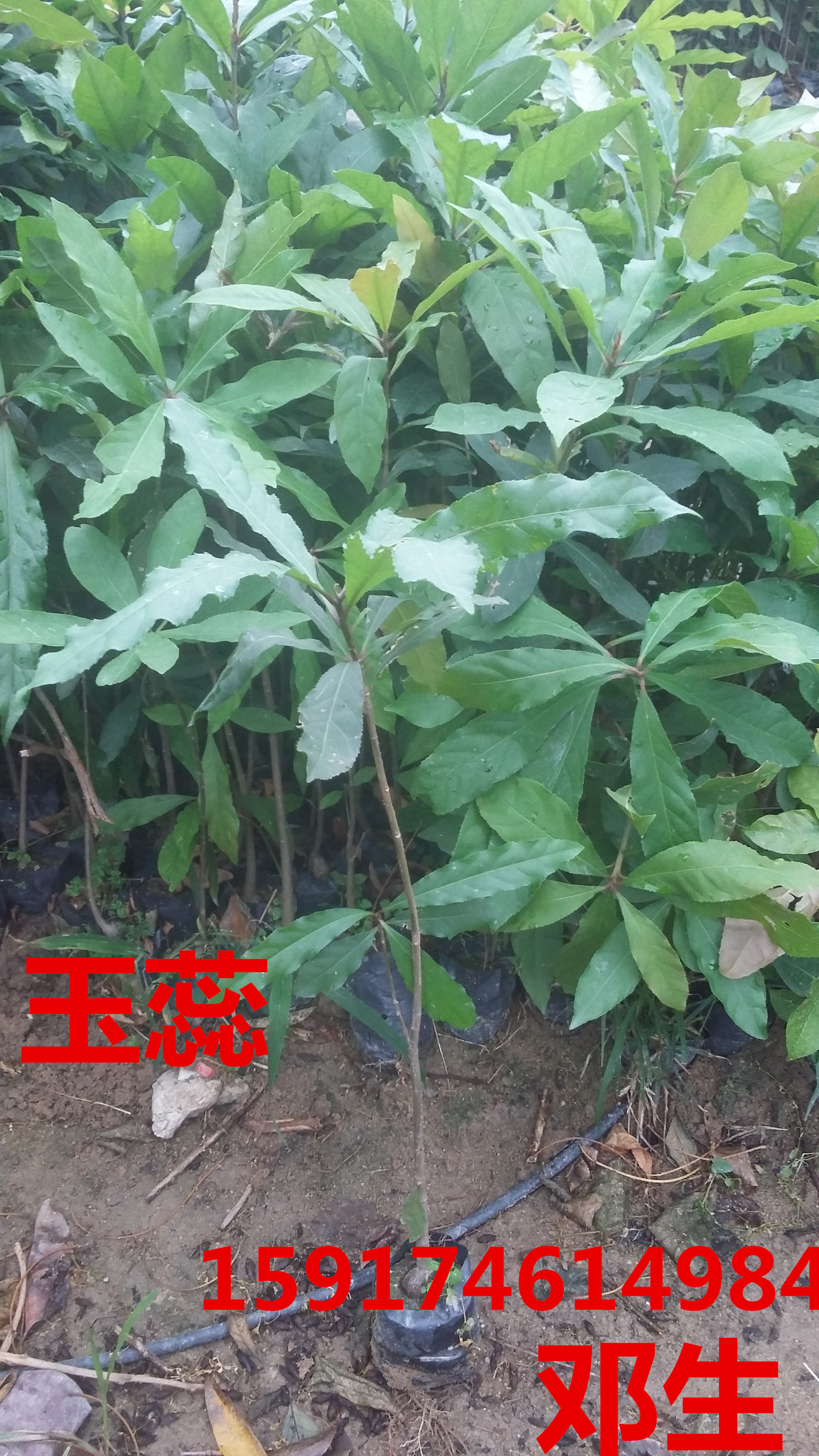 廣州猴年新春優(yōu)惠批發(fā)楓香30公分圖片/廣州猴年新春優(yōu)惠批發(fā)楓香30公分樣板圖 (3)
