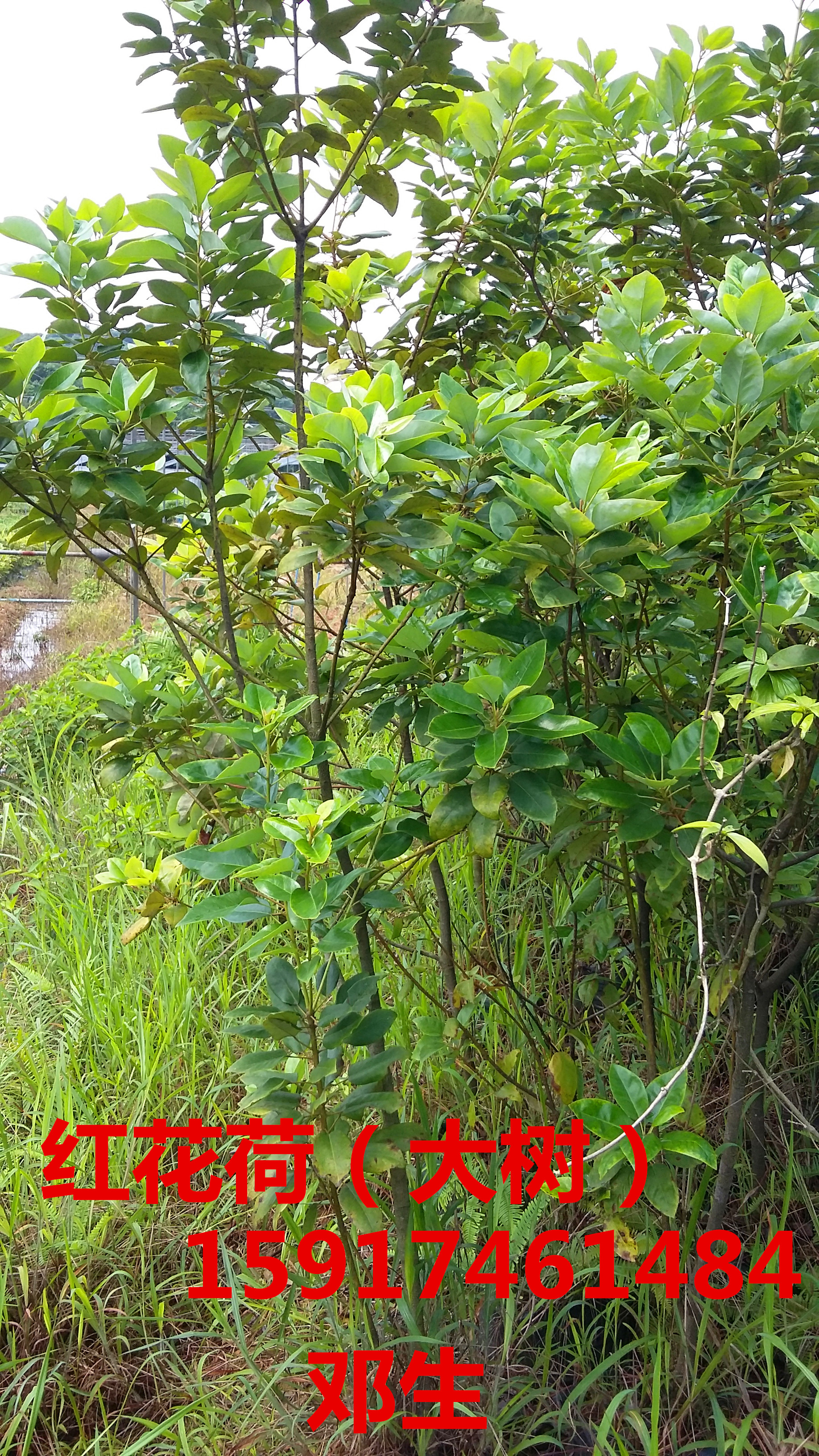 廣州紅花荷大樹圖片