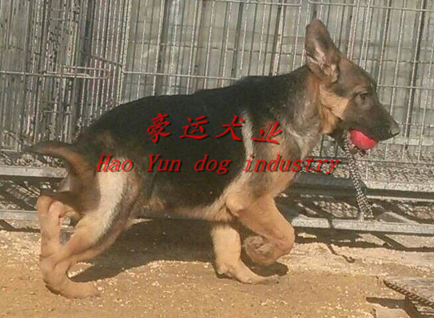 供应德国牧羊犬，东港市德国牧羊犬价格