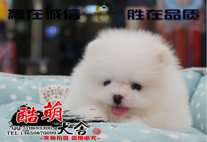 供应深圳哪里有卖博美犬