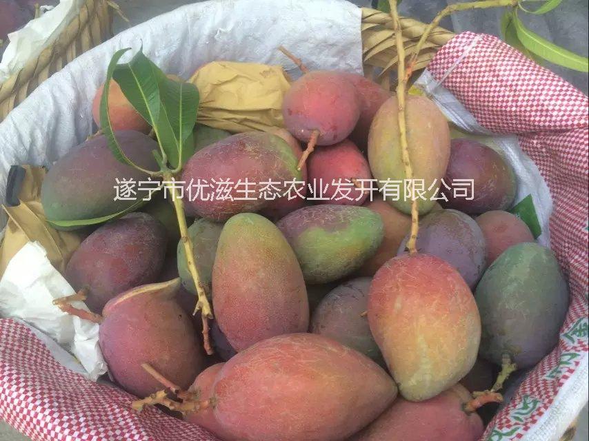 攀枝花芒果批發(fā)價格/凱特芒果包郵圖片