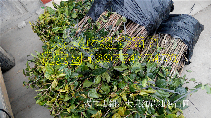 大果紅花油茶圖片/大果紅花油茶樣板圖 (2)