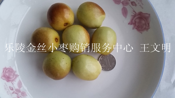 「新鲜枣」源自新鲜的美味 鲜枣 新鲜枣