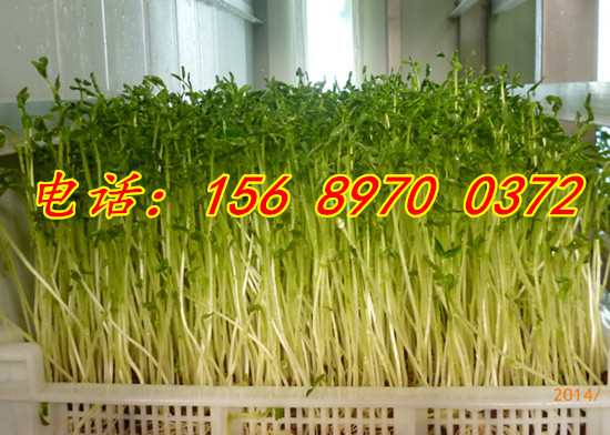 全自動芽苗菜機圖片/全自動芽苗菜機樣板圖 (3)