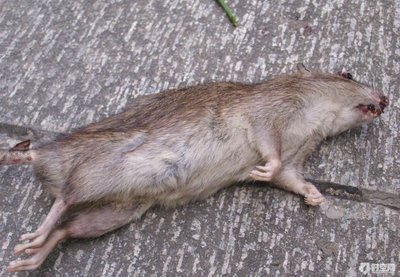 深圳福田殺蟲(chóng)公司專業(yè)滅殺老鼠蟑螂圖片