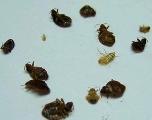 深圳福田殺蟲公司專業(yè)消殺臭蟲跳蚤圖片