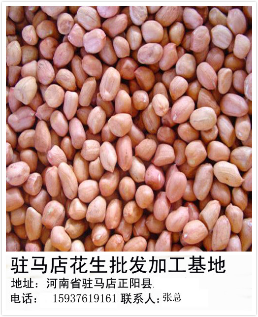 河南花生米價(jià)格行情15937619161