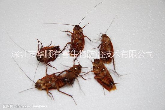 滅殺蟑螂圖片/滅殺蟑螂樣板圖 (3)