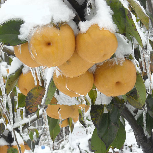 銷售領(lǐng)先的果樹(shù)小苗/晚秋黃梨苗圖片/銷售領(lǐng)先的果樹(shù)小苗/晚秋黃梨苗樣板圖 (1)