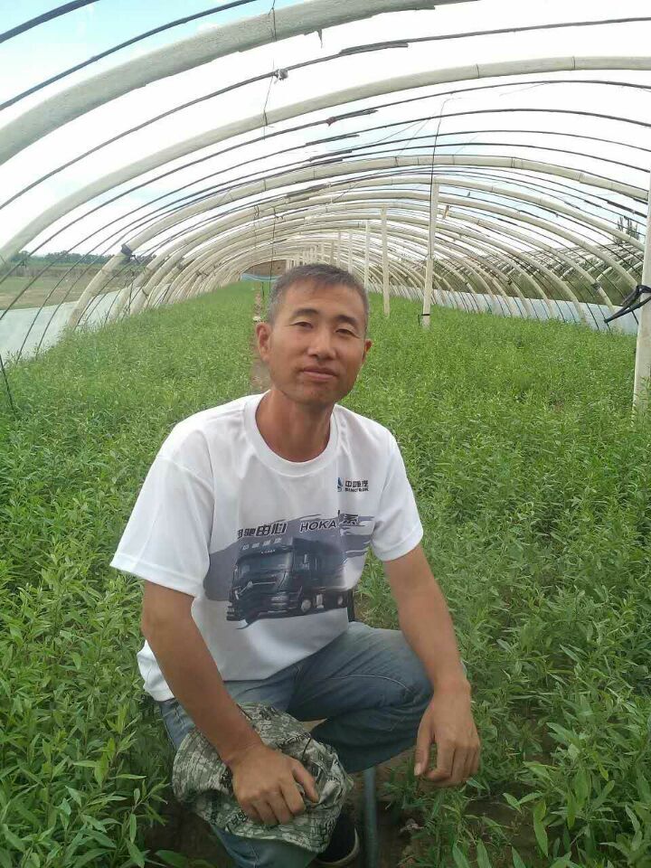 枸杞苗木圖片/枸杞苗木樣板圖 (4)