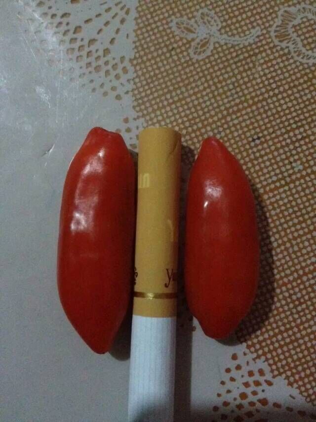 枸杞苗圖片/枸杞苗樣板圖 (4)