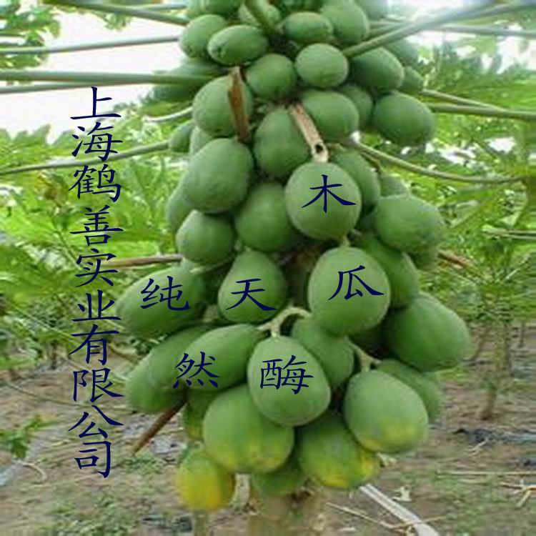 木瓜蛋白酶圖片/木瓜蛋白酶樣板圖 (3)
