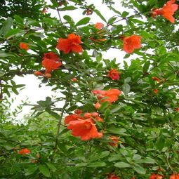 大紅袍、牡丹石榴圖片