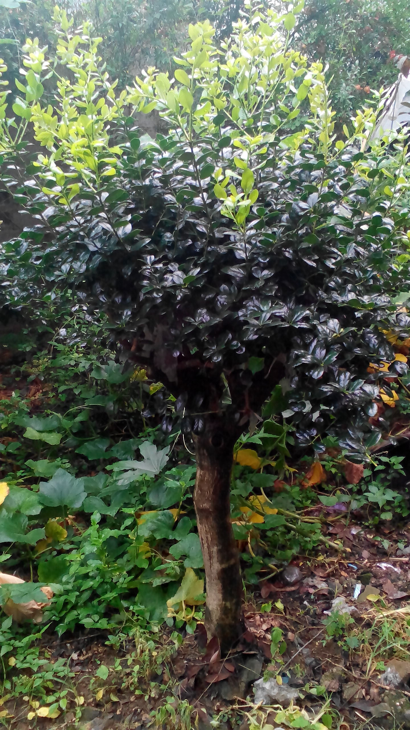 供應(yīng)構(gòu)骨綠化苗，桂花，香樟