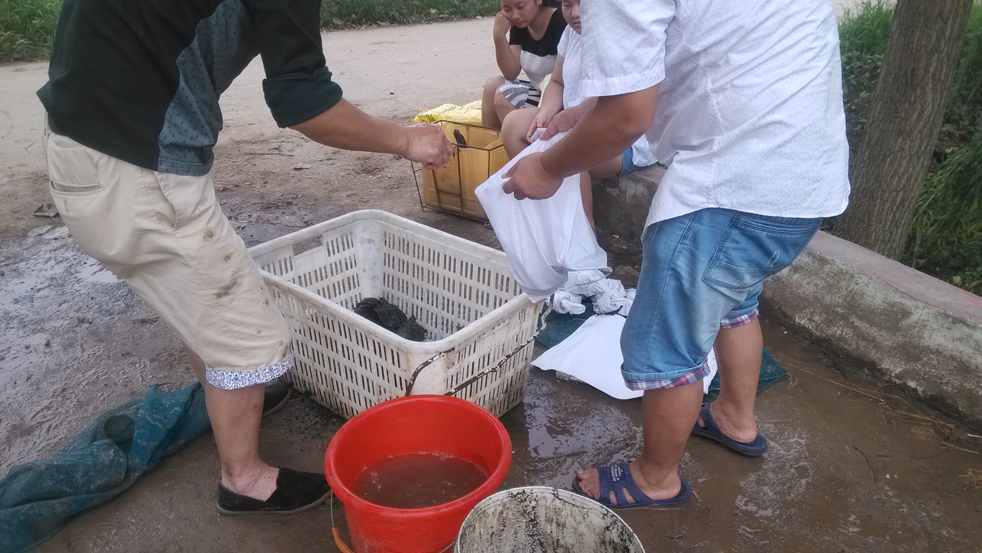 江苏甲鱼养殖场中华鳖甲鱼苗江苏甲鱼养殖场中华鳖甲鱼苗哪里有卖多少钱一斤