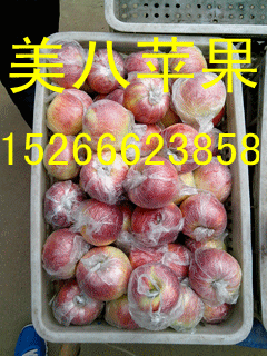 嘎啦蘋果圖片/嘎啦蘋果樣板圖 (4)