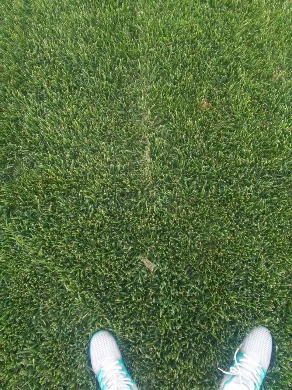 烏魯木齊草皮基地圖片