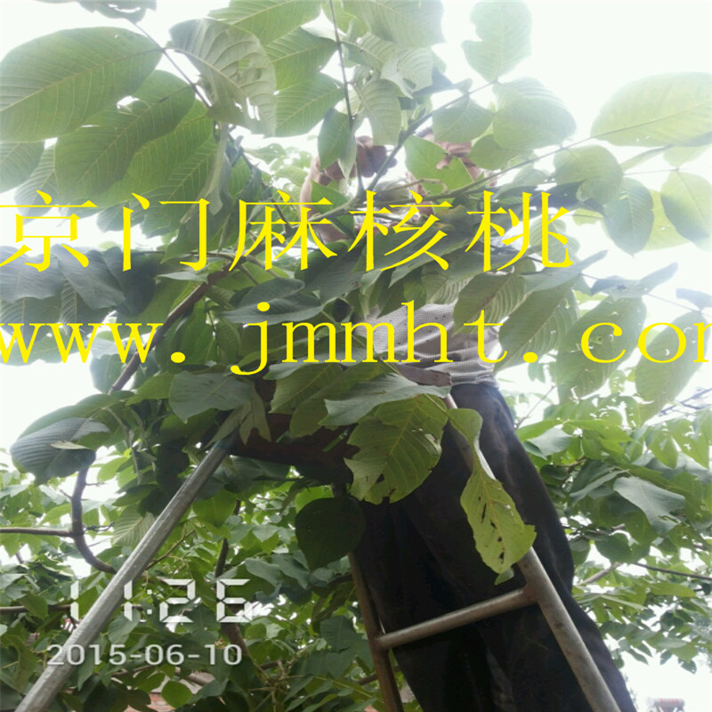 核桃接穗圖片/核桃接穗樣板圖 (3)