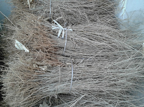 枸杞苗圖片/枸杞苗樣板圖 (3)