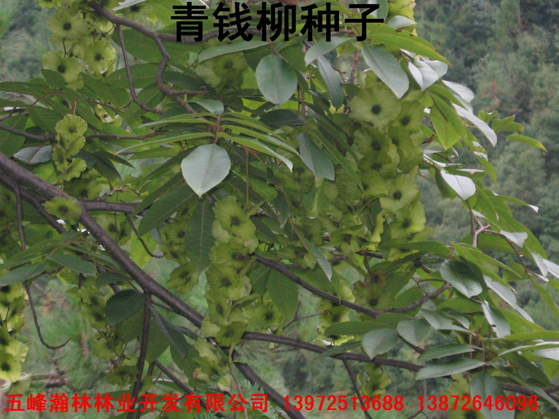 青錢柳供應(yīng)圖片/青錢柳供應(yīng)樣板圖 (3)