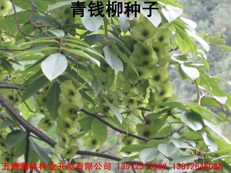 搖錢樹圖片/搖錢樹樣板圖 (4)