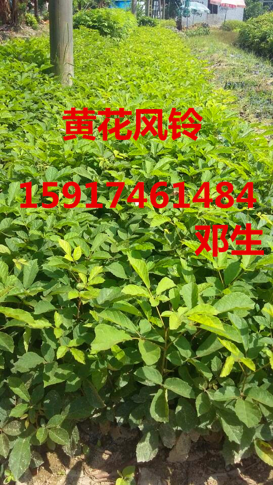 冬青小苗圖片/冬青小苗樣板圖 (4)