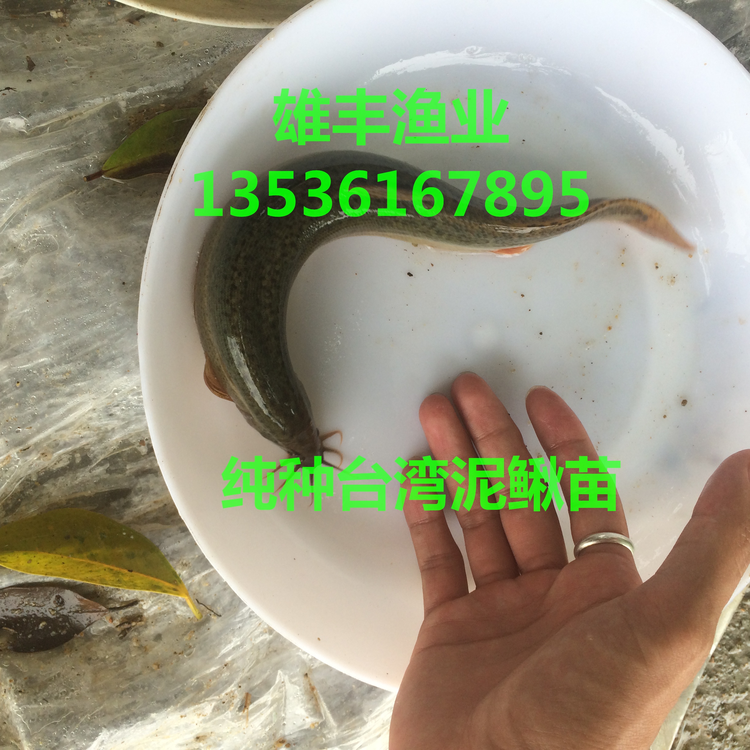 大連泥鰍苗批發(fā)圖片