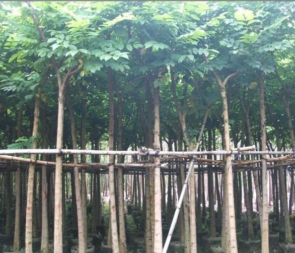 供應(yīng)揭陽*火焰木袋苗批發(fā)/廣東省火焰木袋苗批發(fā)價(jià)格