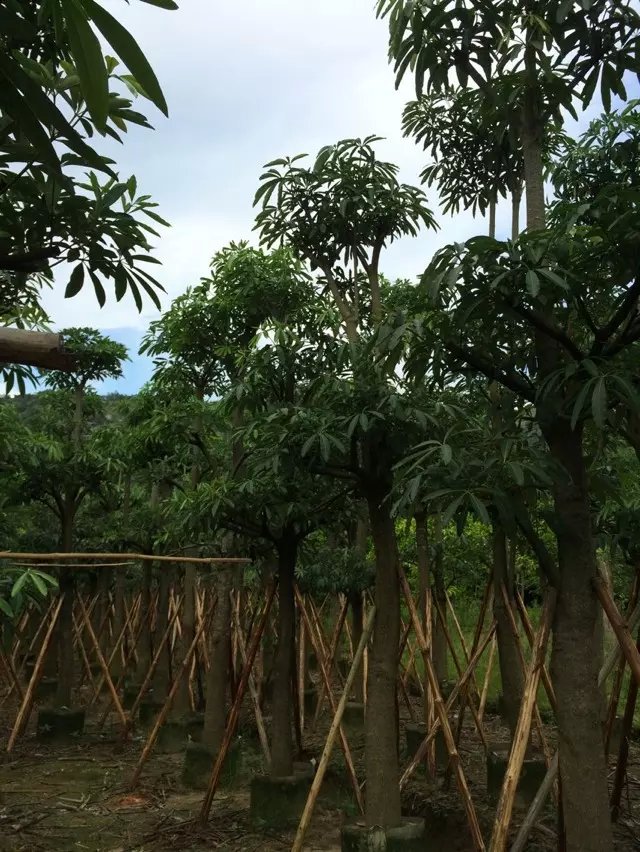 盆架子圖片/盆架子樣板圖 (1)