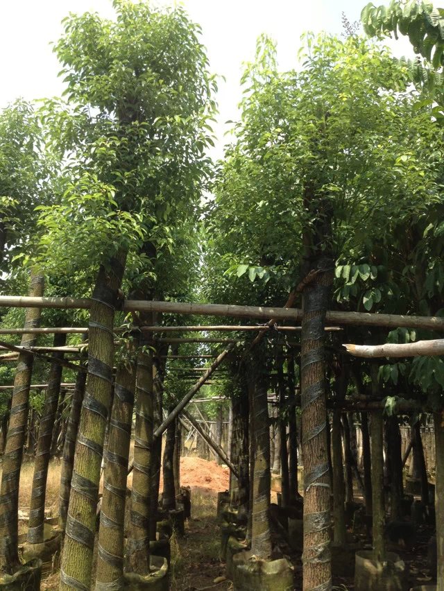 香樟樹(shù)圖片/香樟樹(shù)樣板圖 (4)