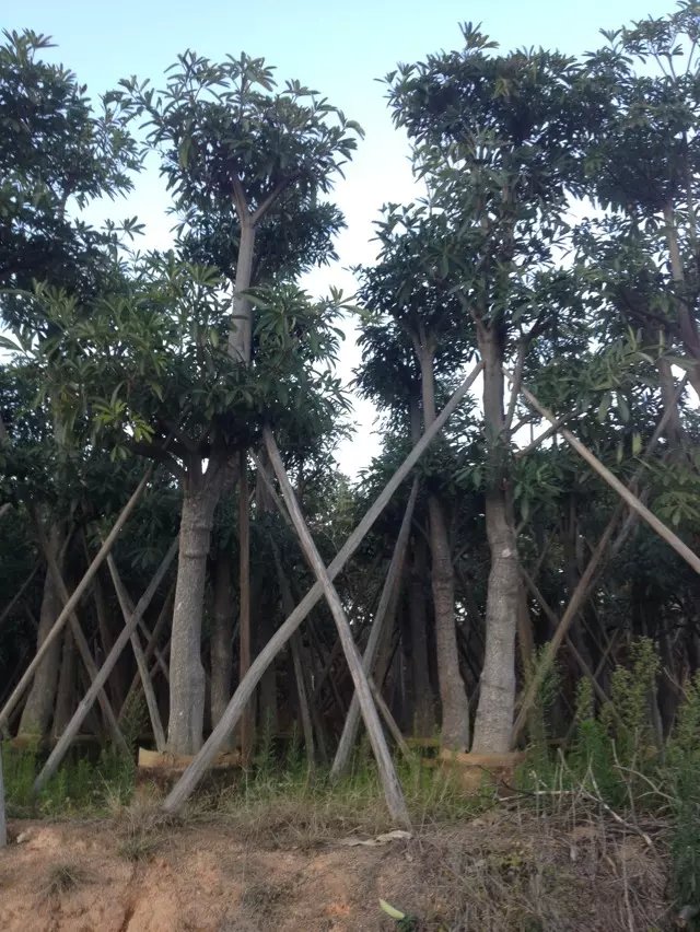 批發(fā)5分盆架子-批發(fā)8分盆架子-批發(fā)15分盆架子