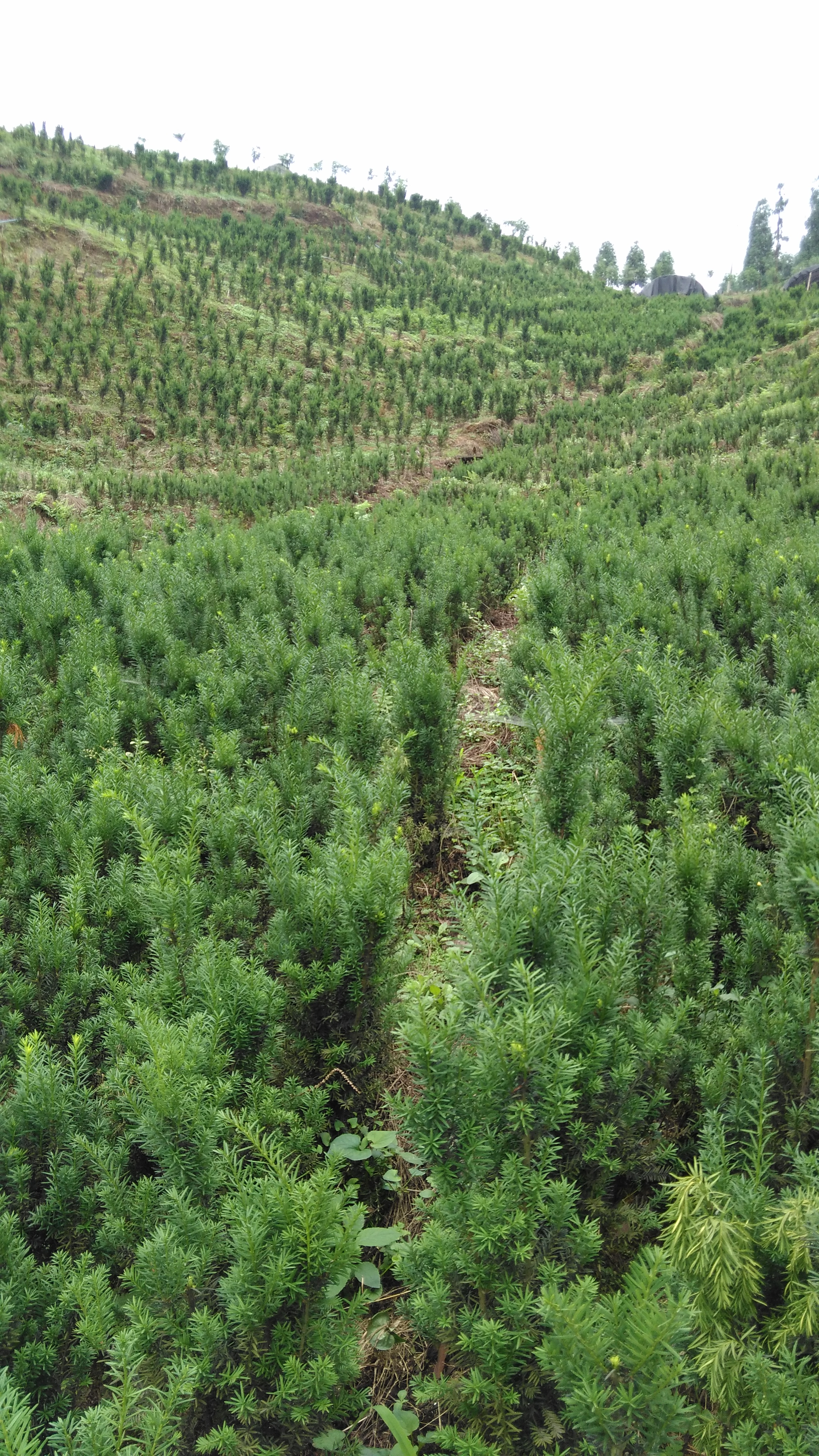 雅安市眉山雅安温江崇州曼地亚红豆杉苗木厂家供应眉山雅安温江崇州曼地亚红豆杉苗木