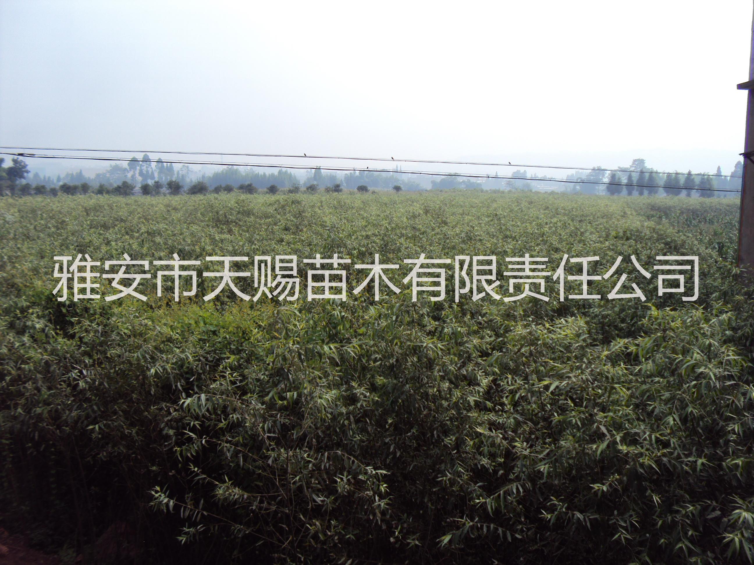 低價苗木圖片/低價苗木樣板圖 (3)