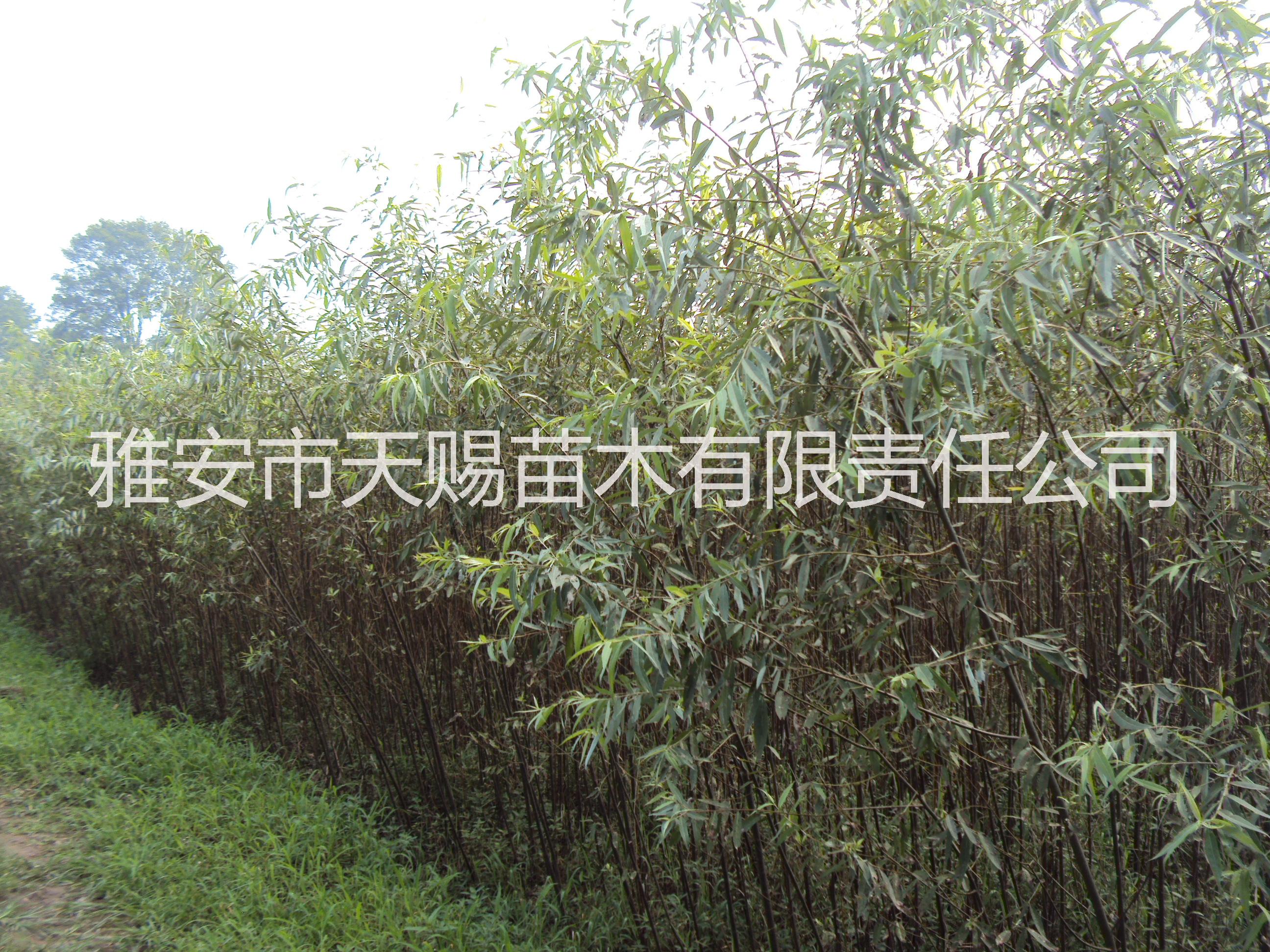 低價苗木圖片/低價苗木樣板圖 (4)