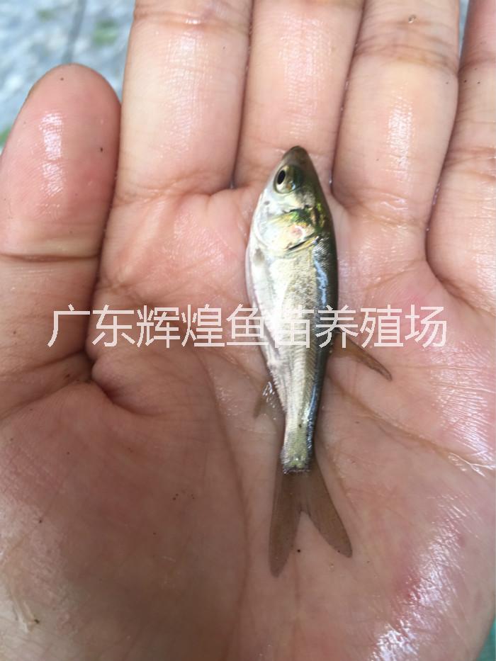 白鰱圖片/白鰱樣板圖 (1)
