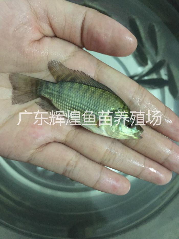 高產(chǎn)量淡水羅非魚苗批發(fā)供應(yīng)圖片