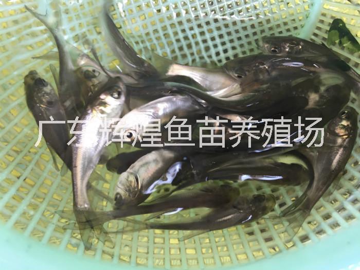 白鰱圖片/白鰱樣板圖 (3)