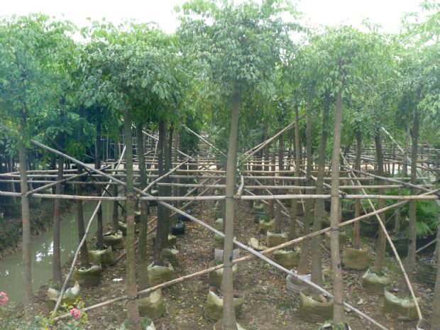 云南富貴樹圖片