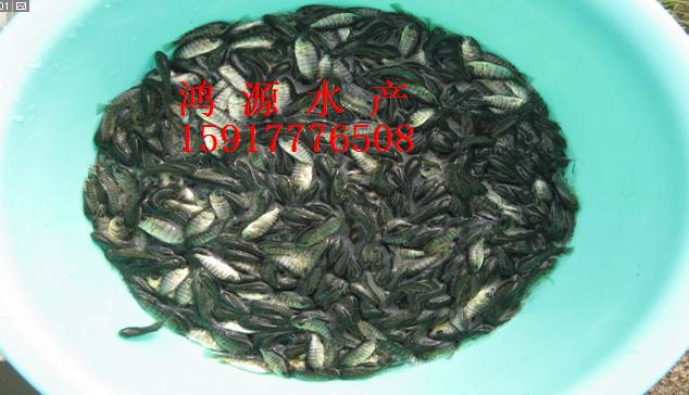 羅非魚苗圖片/羅非魚苗樣板圖 (2)