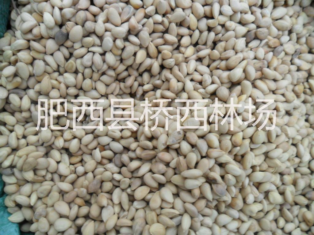 供應(yīng)枳殼種子