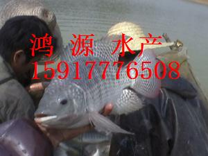 羅非魚苗圖片/羅非魚苗樣板圖 (4)